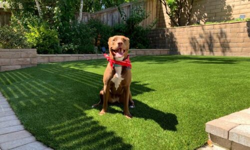 Revitalize Your Outdoor Space with Pet-Friendly Turf: The Benefits of Artificial Grass in Orange County